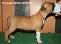 Лот: 10266918. Фото: 3. ЩЕНКИ ам.стаффордширского терьера. Растения и животные