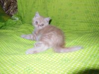 Лот: 7714979. Фото: 6. Рыжий персидский котёнок.