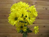 Лот: 7279674. Фото: 4. Внимание Акция!! Хризантема кустовая... Красноярск