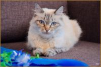 Лот: 8510796. Фото: 4. Ласковая кошечка. Красноярск