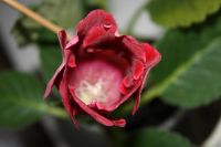 Лот: 4236810. Фото: 2. Глоксиния красная простая 4. Комнатные растения и уход