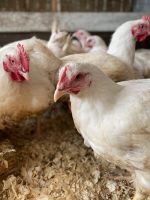 Лот: 16045524. Фото: 2. Тушка цыплёнка бройлера домашнего. Продукты