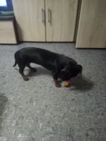 Лот: 17490773. Фото: 4. Продам щенка таксы 7 месяцев. Красноярск