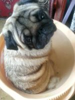 Лот: 8039734. Фото: 2. Шикарные щенки мопса в Красноярске... Животные и уход