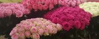 Лот: 10743320. Фото: 2. Розы огромные / Эквадор. Цветы, букеты