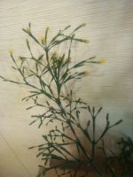 Лот: 21378495. Фото: 2. Цветущая хатиора. Комнатные растения и уход