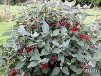 Лот: 13830198. Фото: 7. Калина Гордовина (Vibúrnum lant...