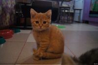 Лот: 13265023. Фото: 3. Шотландские мальчики. Растения и животные