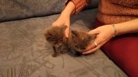 Лот: 11771560. Фото: 5. Отдам котят. В новую семью.