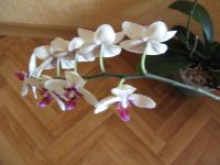 Лот: 15343630. Фото: 4. Продам орхидею (Начинает цветение... Красноярск