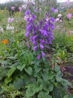 Лот: 5806641. Фото: 3. Колокольчик рапунцелевидный. Для дачи, дома, огорода, бани, парка