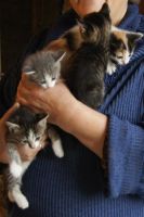 Лот: 10359247. Фото: 5. Отдам в хорошие руки котят
