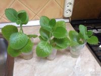 Лот: 13649736. Фото: 2. Мята комнатная. Комнатные растения и уход