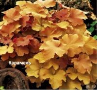 Лот: 11057699. Фото: 2. Гейхера Plum Royal. Семена, рассада, садовые растения