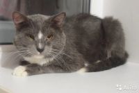 Лот: 7465409. Фото: 5. Брутальный котик ищет дом