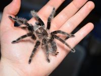 Лот: 7899629. Фото: 2. Паук птицеед дома! Brachypelma... Животные и уход