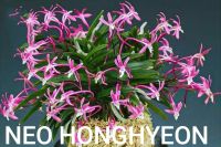 Лот: 22826749. Фото: 3. Орхидеи - neofinetia falcata. Растения и животные