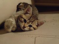 Лот: 5059931. Фото: 3. Милый котёнок! Торг. Растения и животные