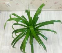 Лот: 14453946. Фото: 3. Панданус, ну очень достойный. Растения и животные