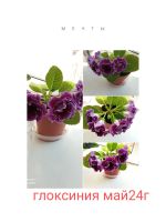 Лот: 22167879. Фото: 4. Глоксинии. Красноярск