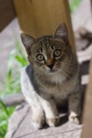 Лот: 5668509. Фото: 3. Милый котенок бесплатно!. Растения и животные
