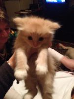 Лот: 8922947. Фото: 2. Котята Сибирские. Животные и уход