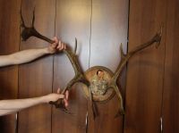 Лот: 19954901. Фото: 3. Большие Рога оленя. Якутия, север... Туризм, охота, рыбалка, самооборона