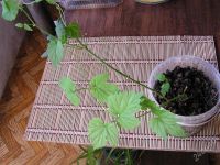 Лот: 1844339. Фото: 2. Хмель, отросток. Семена, рассада, садовые растения