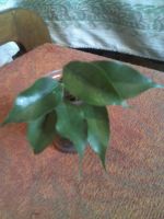 Лот: 12045876. Фото: 3. эльдорадо......... Растения и животные