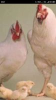Лот: 17561614. Фото: 3. Цыплята бройлер Арбор айкрос кооб-700. Растения и животные