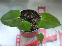 Лот: 3180073. Фото: 2. Антуриум Red King, молодое растение. Комнатные растения и уход