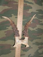 Лот: 7018646. Фото: 5. Рога сибирской косули