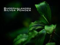 Лот: 9810820. Фото: 7. Буцефаландра Bucephalandra sp...