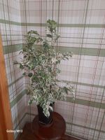 Лот: 25811542. Фото: 2. Фикус бенджамина старлайт. Комнатные растения и уход