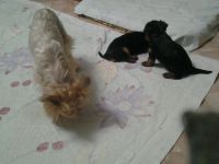 Лот: 7769453. Фото: 7. Йоркширский терьер