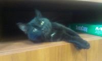 Лот: 3691212. Фото: 2. Прекрасный черный котейка-юнец... Животные и уход