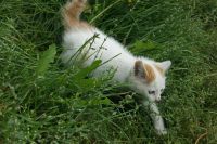 Лот: 3173854. Фото: 5. Котёнок