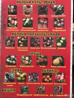Лот: 13620298. Фото: 2. Саженцы плодовых-ягодных культур. Семена, рассада, садовые растения