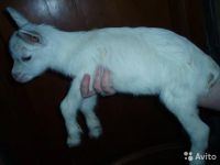 Лот: 8930705. Фото: 5. Козочка комолая Зааненско-альпийская