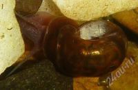 Лот: 538566. Фото: 2. Улитка катушка. Planorbis corneus... Аквариумистика
