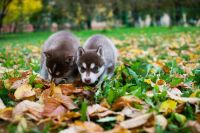 Лот: 10231676. Фото: 5. Щенки Хаски шикарного шоколадного...