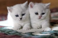 Лот: 11162045. Фото: 5. Британские котята - девочка и...