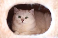 Лот: 4513474. Фото: 3. Продам Британскую кошку!. Растения и животные
