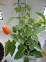 Лот: 9621512. Фото: 3. яркий перец перчик декоративный... Растения и животные