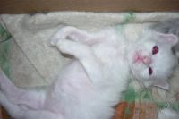 Лот: 1902618. Фото: 2. Котёнок. Животные и уход