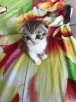 Лот: 14983206. Фото: 2. Шотландские котята. Животные и уход