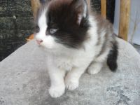 Лот: 8246711. Фото: 3. отдам двух котят,оба котики. Растения и животные
