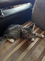 Лот: 23302790. Фото: 5. котята отдам