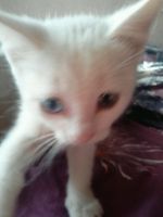 Лот: 9851752. Фото: 7. Котик белый