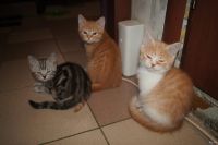 Лот: 13265023. Фото: 4. Шотландские мальчики. Красноярск